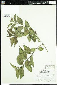 Diervilla lonicera image