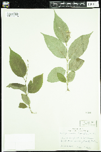 Diervilla lonicera image