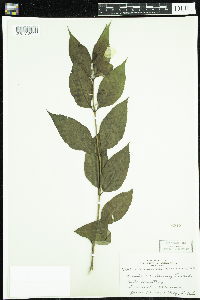 Diervilla lonicera image