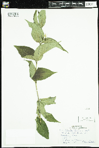 thumbnail image of current specimen