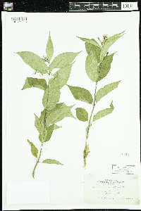 Diervilla lonicera image