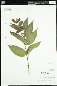 Diervilla lonicera image