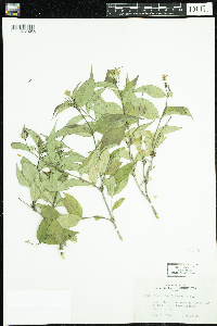 Diervilla lonicera image