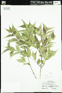 Diervilla lonicera image