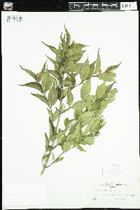 Diervilla lonicera image