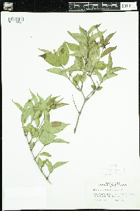 Diervilla lonicera image