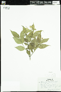 Diervilla lonicera image