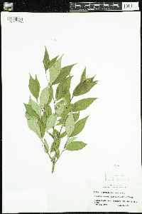 Diervilla lonicera image