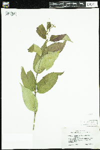 Diervilla lonicera image