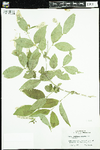 Diervilla lonicera image