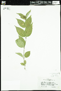 Diervilla lonicera image