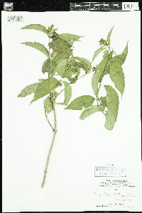 Diervilla lonicera image