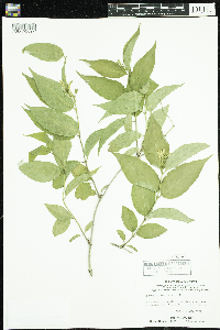 Diervilla lonicera image