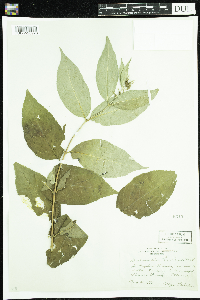 Diervilla lonicera image