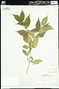 Diervilla lonicera image