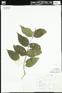 Diervilla lonicera image