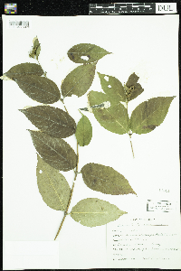 Diervilla lonicera image