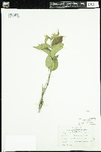Diervilla lonicera image