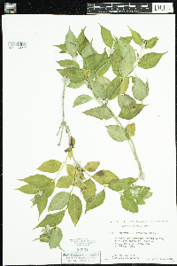 Diervilla lonicera image