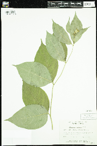 Diervilla lonicera image