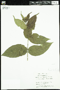 Diervilla lonicera image