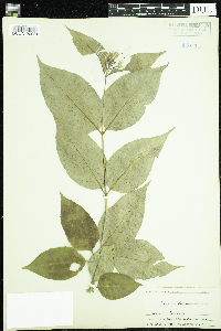 Diervilla lonicera image