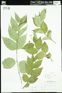 Diervilla lonicera image