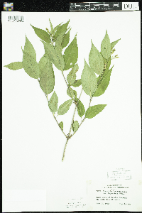 Diervilla lonicera image