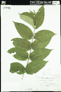 Diervilla lonicera image
