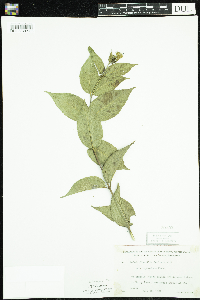 Diervilla lonicera image