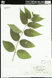 Diervilla lonicera image