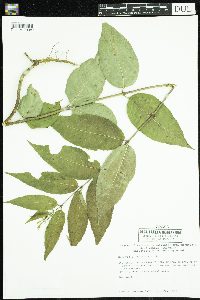 Diervilla lonicera image