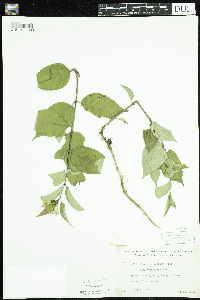 Diervilla lonicera image
