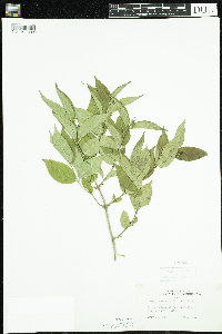 Diervilla lonicera image