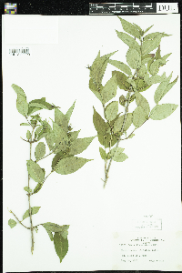 Diervilla lonicera image