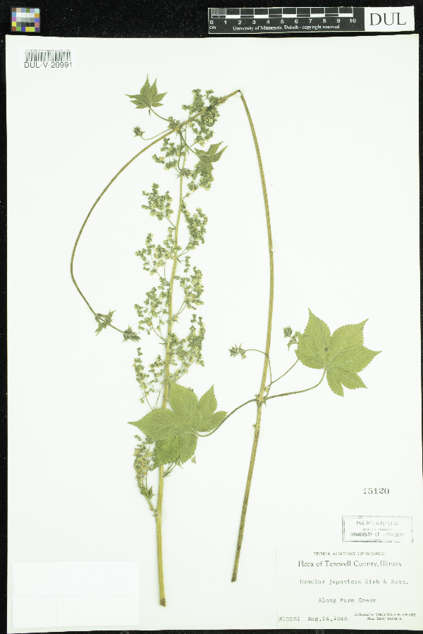 Humulus japonicus image