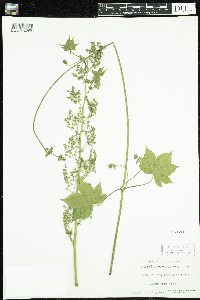 Media resource of Humulus japonicus