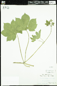 Humulus japonicus image