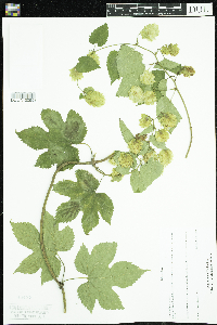 Humulus lupulus image