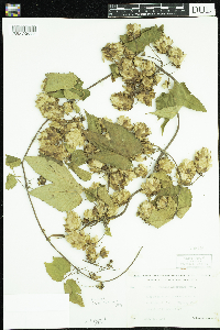 Humulus lupulus image