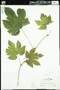 Humulus lupulus image