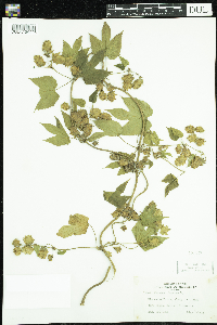 Humulus lupulus image