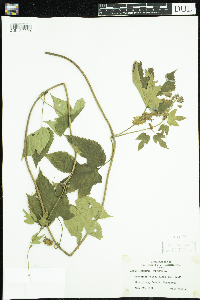 Humulus lupulus image