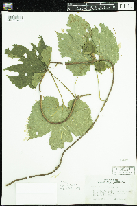 Humulus lupulus image