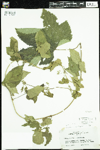 Humulus lupulus image
