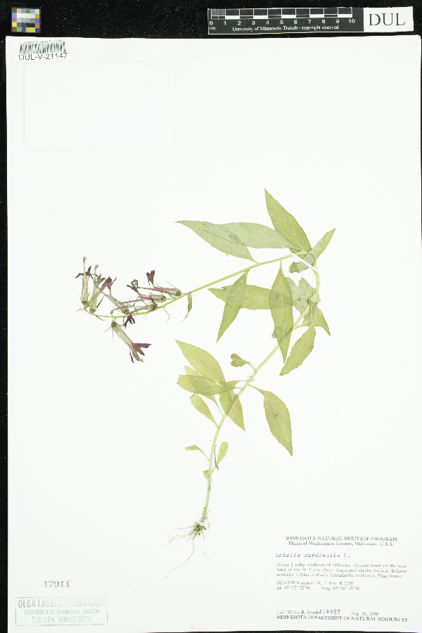 Lobelia cardinalis image