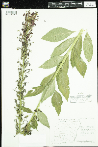 Lobelia cardinalis image