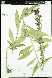 Lobelia cardinalis image