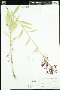 Lobelia cardinalis image