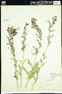 Lobelia cardinalis image